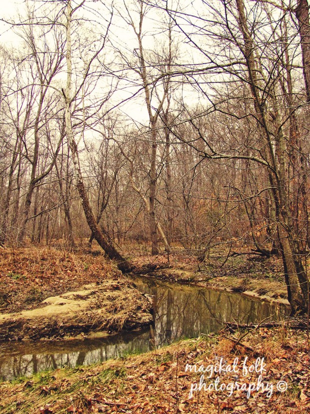 a_creek_in_the_woods