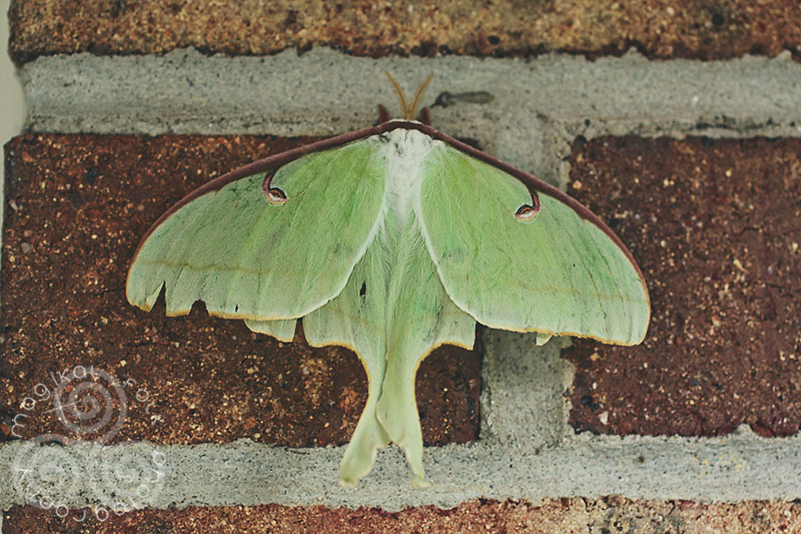 luna_moth